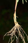 Eastern bottlebrush grass